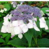 HORTENSJA Mariesii Grandiflora