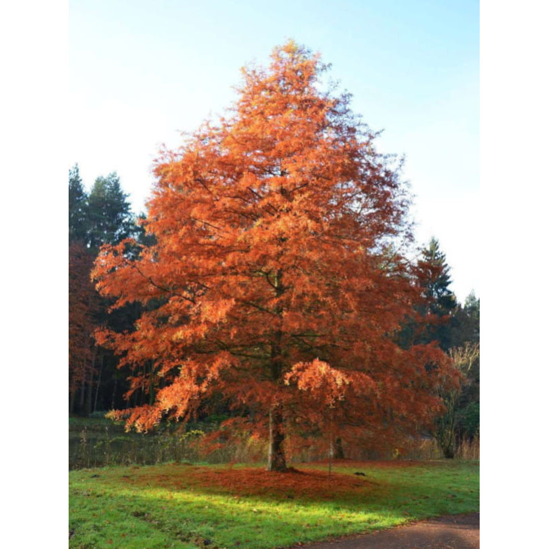 CYPRYŚNIK BŁOTNY Taxodium