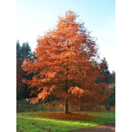 CYPRYŚNIK BŁOTNY Taxodium