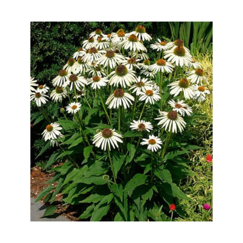 JEŻÓWKA Alba White Swan Echinacea