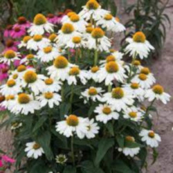 JEŻÓWKA Pow Wow White Echinacea