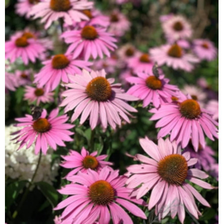 JEŻÓWKA MAGNUS Echinacea