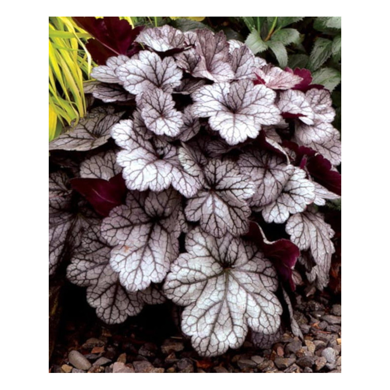 ŻURAWKA Glitter Heuchera