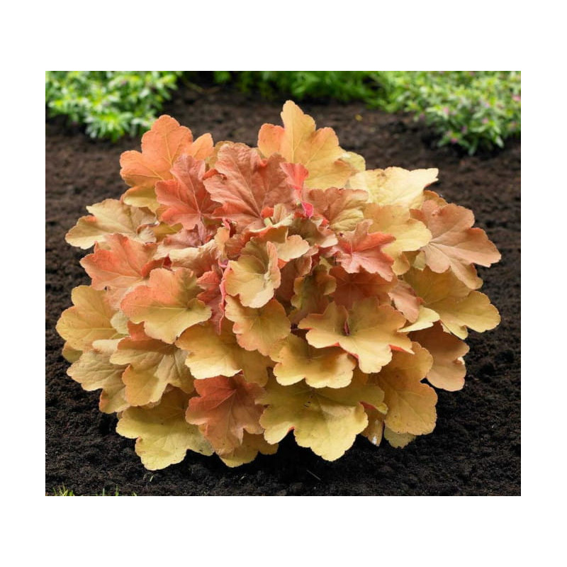 ŻURAWKA Caramel Heuchera