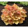 ŻURAWKA Caramel Heuchera