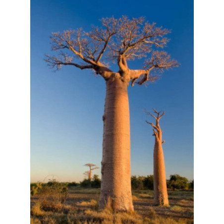 BAOBAB AFRYKAŃSKI Adansonia