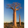 BAOBAB AFRYKAŃSKI Adansonia