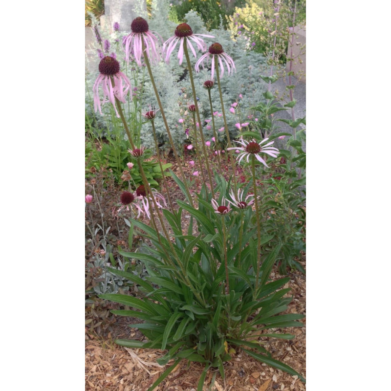 JEŻÓWKA BLADA Echinacea