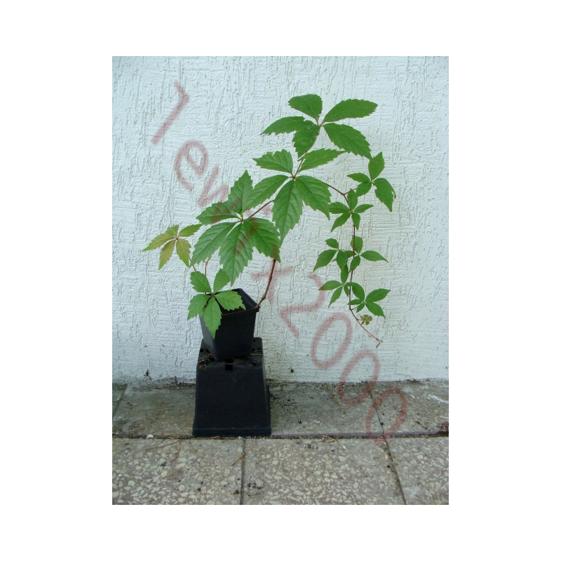WINOBLUSZCZ Parthenocissus WINOBLUSZCZ Parthenocissus