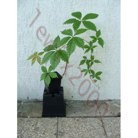 WINOBLUSZCZ Parthenocissus