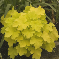 ŻURAWKA Citronelle Heuchera