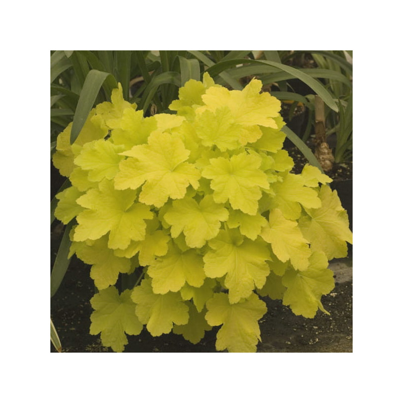 ŻURAWKA Citronelle Heuchera ŻURAWKA Citronelle Heuchera