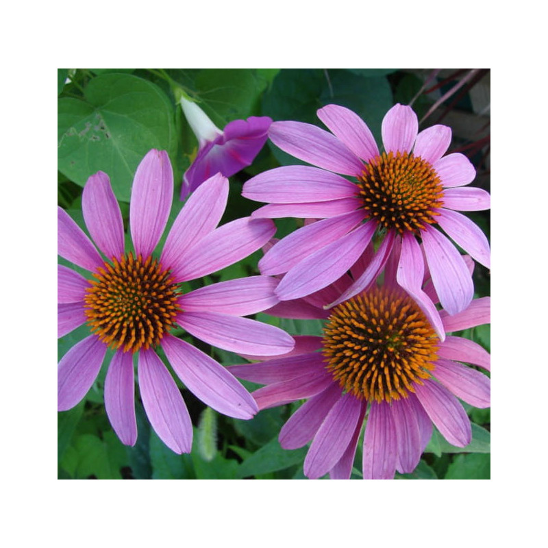 JEŻÓWKA PURPUROWA Echinacea