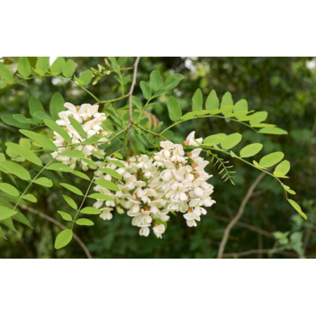 ROBINIA AKACJOWA Akacja