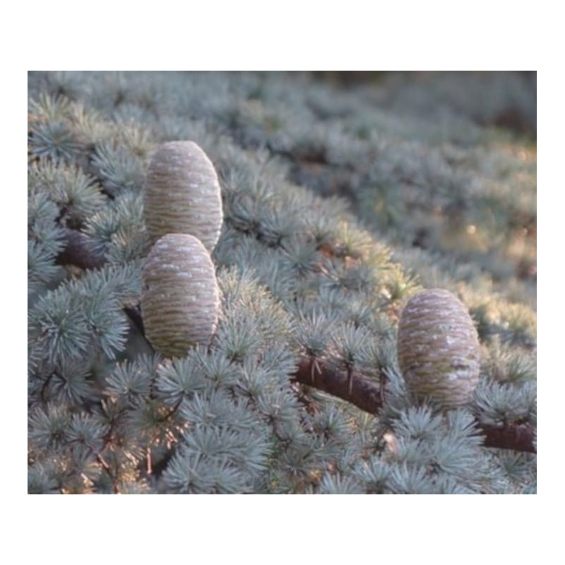 CEDR HIMALAJSKI CEDRUS
