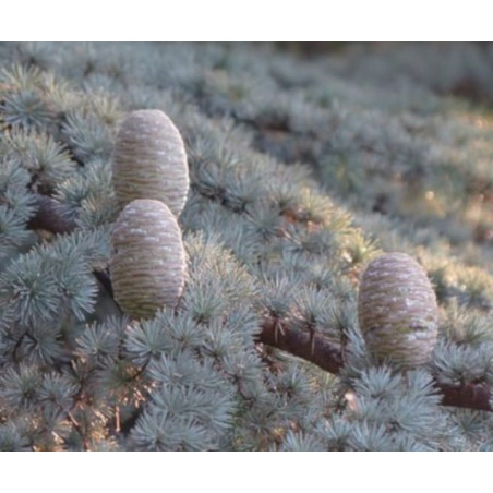 CEDR HIMALAJSKI CEDRUS