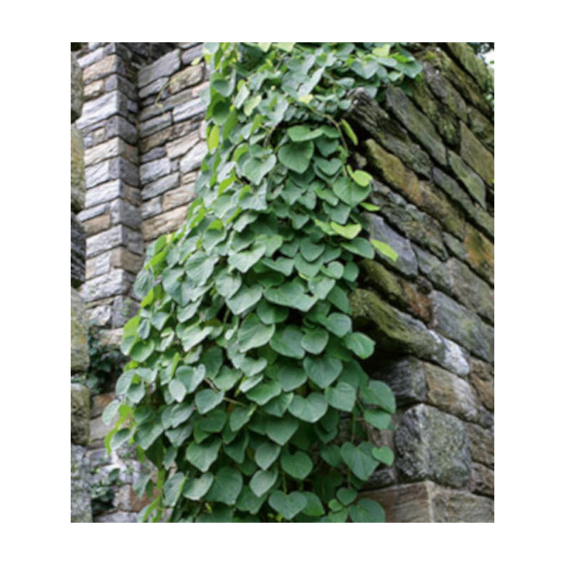 KOKORNAK WIELKOLISTNY