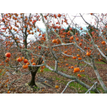HURMA AMERYKAŃSKA KAKI Diospyros