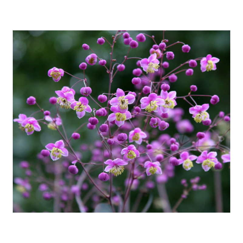 RUTEWKA Lavender Mist