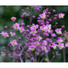RUTEWKA Lavender Mist