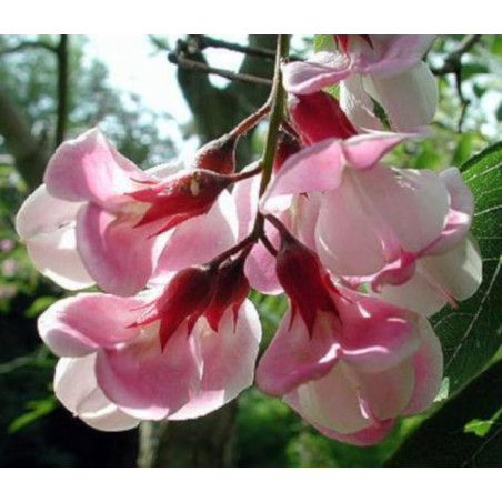 ROBINIA fertilis Włochata