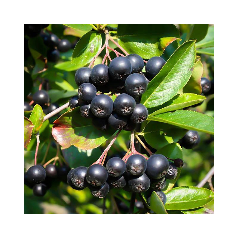 ARONIA CZARNOOWOCOWA