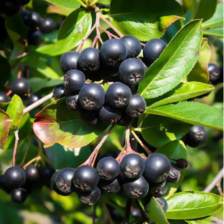 ARONIA CZARNOOWOCOWA