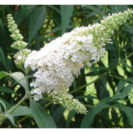 BUDLEJA BIAŁA White Profusion