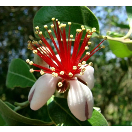 AKKA SELLOWA Feijoa