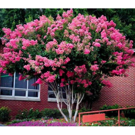 LAGERSTROEMIA BEZ POŁUDNIA - sadzonki 100cm