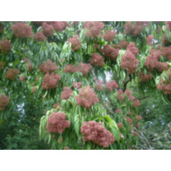 EWODIA CHIŃSKA Hupehensis