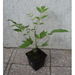 EWODIA CHIŃSKA Hupehensis