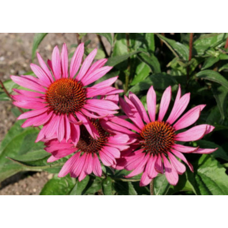 JEŻÓWKA Echinacea Magnus Superior