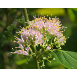 PIĘKNOTKA JAPOŃSKA POŁADNIA