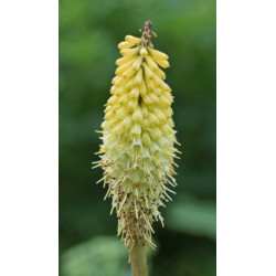 TRYTOMA CYTRYNOWA Kniphofia