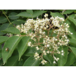 EWODIA CHIŃSKA Hupehensis