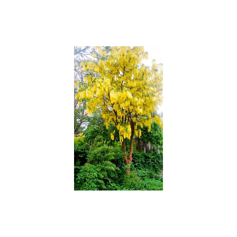 ZŁOTOKAP LABURNUM