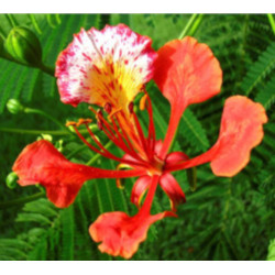 PŁOMIEŃ AFRYKI Delonix regia