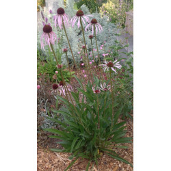 JEŻÓWKA BLADA Echinacea