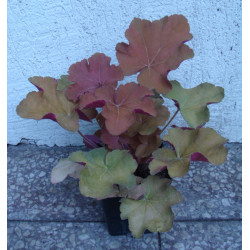 ŻURAWKA Caramel Heuchera