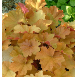 ŻURAWKA Caramel Heuchera