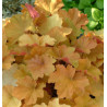 ŻURAWKA Caramel Heuchera