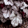 ŻURAWKA Glitter Heuchera