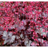 ŻURAWKA Glitter Heuchera