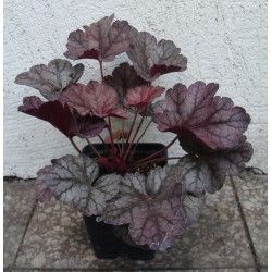 ŻURAWKA Glitter Heuchera