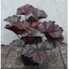 ŻURAWKA Glitter Heuchera