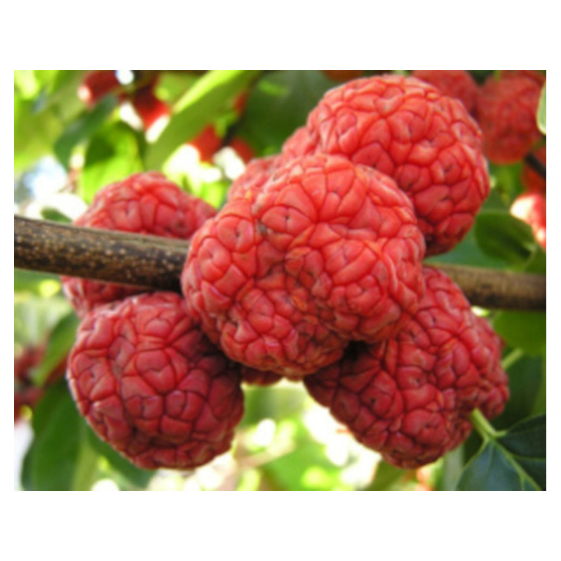 KUDRANIA - Cudrania tricuspidata