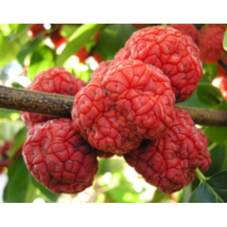KUDRANIA - Cudrania tricuspidata