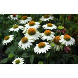 JEŻÓWKA Pow Wow White Echinacea