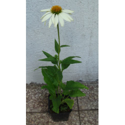 JEŻÓWKA Pow Wow White Echinacea